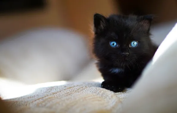 Picture animal, lies, kitty