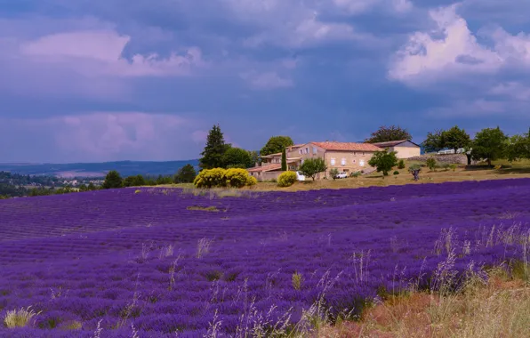 Picture field, trees, flowers, home, house, lavender, plantation, lavender field