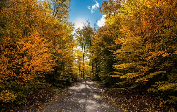 Picture autumn, leaves, the sun, trees, yellow, Park