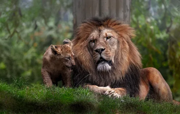 Grass, look, face, nature, Leo, lies, wild cats, lion
