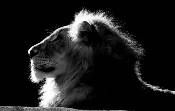 Leo, king, mane