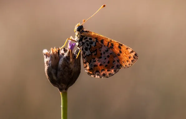 Flower, macro, butterfly, wings, spot, Sunny