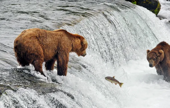 Picture river, fish, bears