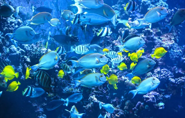 Fish, the ocean, corals, underwater world, Tahiti, blue lagoon, Polynesia
