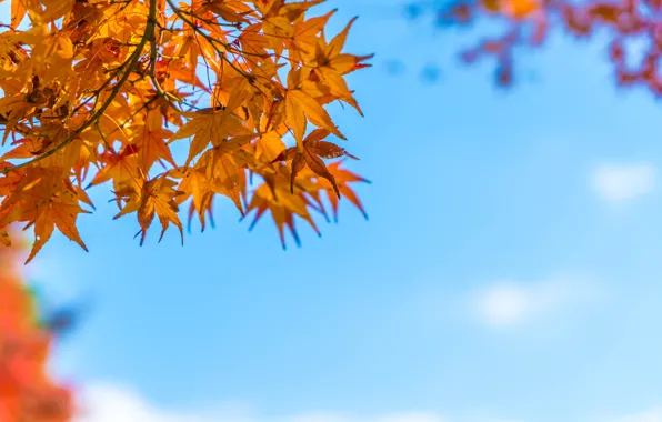 Picture autumn, leaves, colorful, maple, autumn, leaves, autumn, maple