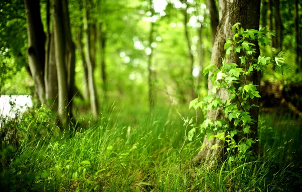 Picture forest, grass, trees, freshness, nature, purity, life, fresh air