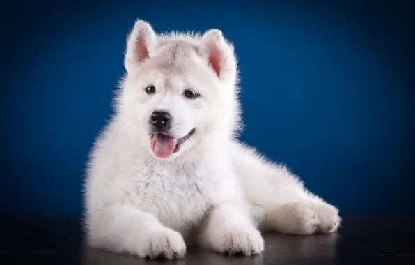 Cute, puppy, husky