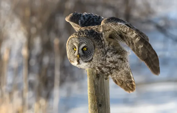 Picture winter, snow, pose, background, owl, bird, posts, wings