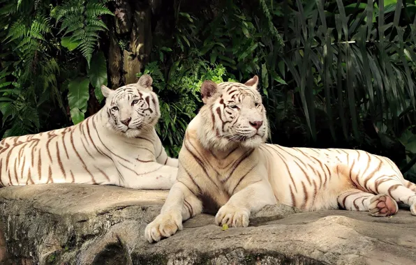 Cats, pair, white, tigers