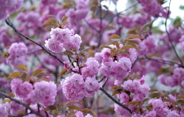 Flowers, branches, spring, Sakura, pink, flowering, a lot, almonds