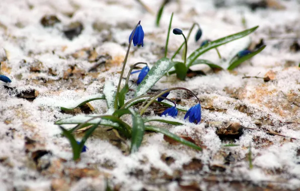 Forest, snow, spring, Scilla, March