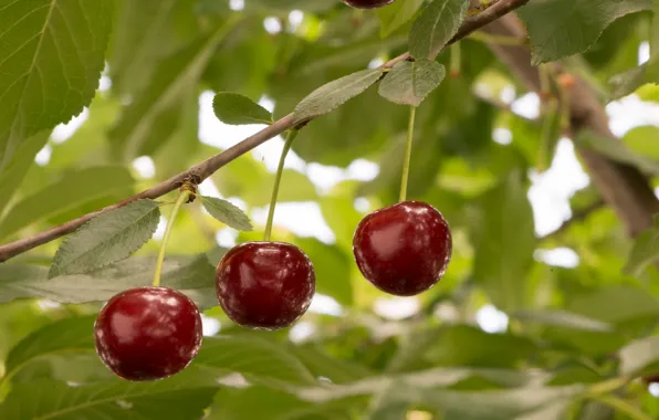 Summer, nature, cherry