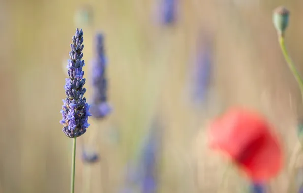 Macro, flowers, red, Mac, blur, field, lavender, lilac