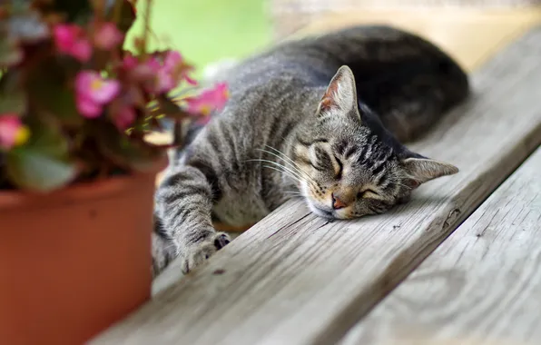 Cat, cat, paw, sleeping, lies, steps, pot