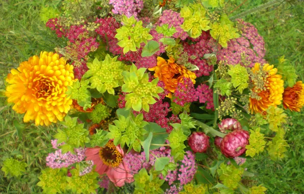 Picture grass, nature, Wallpaper, bouquet, petals, meadow