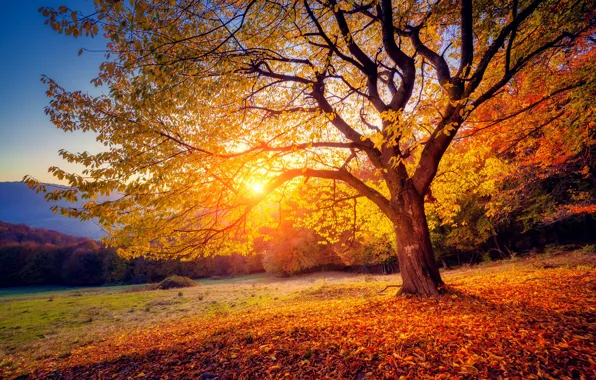 Picture autumn, leaves, sunset, tree
