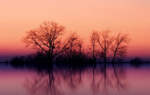Sunset, reflection, Trees