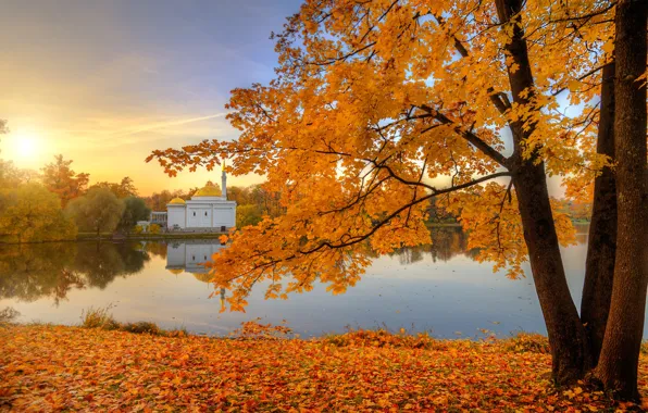 Wallpaper trees, Park, Saint Petersburg, Pavlovsk, Eduard Gordeev, leaves, photo, autumn