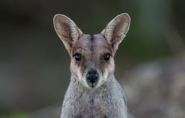 Picture look, muzzle, kangaroo