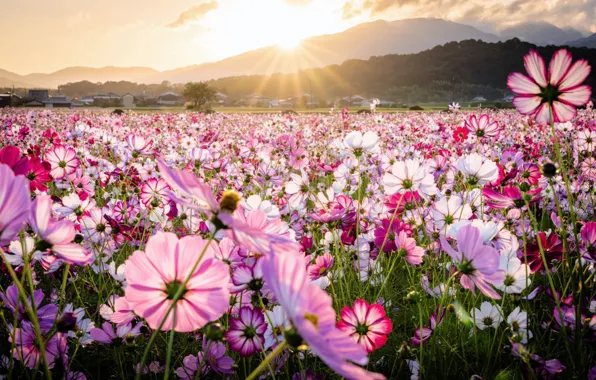 Picture the sun, rays, mountains, nature, flowering, kosmeya