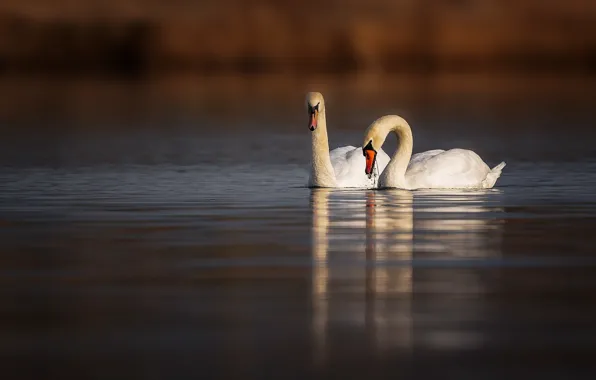 Birds, swans, pond, two swans