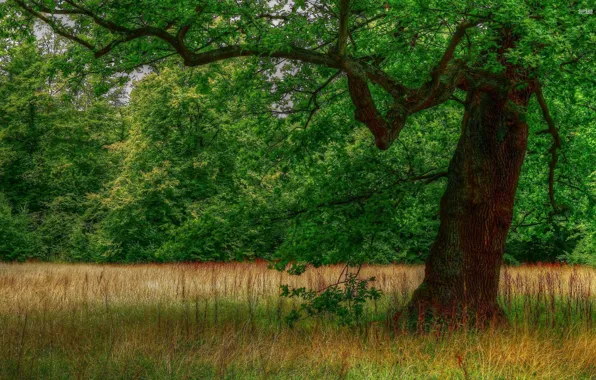 Forest, grass, tree, glade, trunk, crown