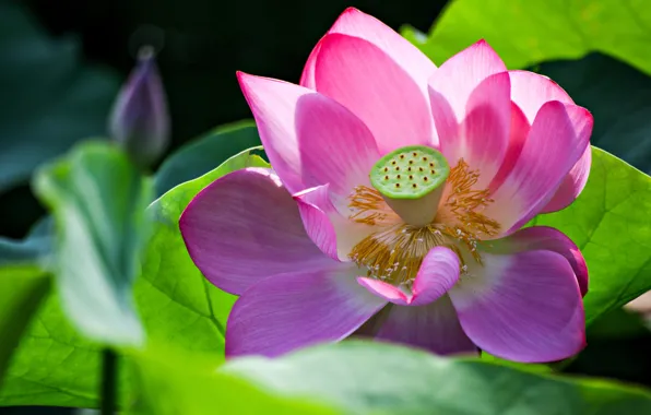 Picture leaves, macro, flowers, nature, background, petals, Lotus, stamens