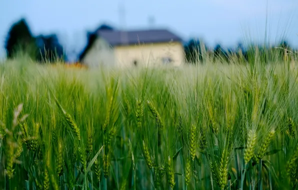 Wheat, field, macro, house, background, widescreen, Wallpaper, rye