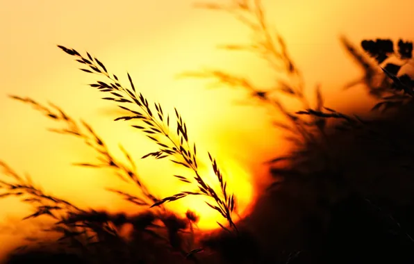 Picture grass, sunset, nature, the evening, ears, nature