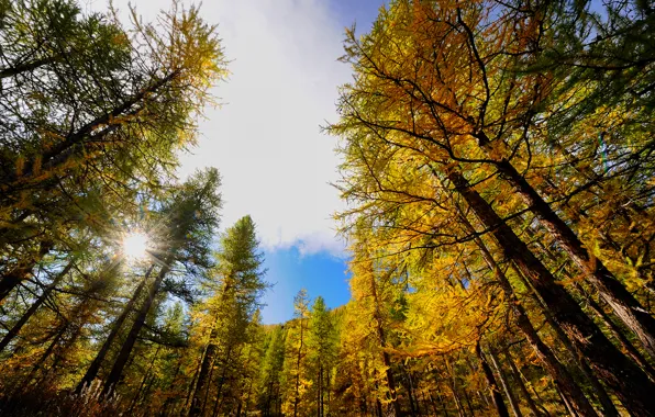 Picture autumn, the sky, the sun, rays, trees
