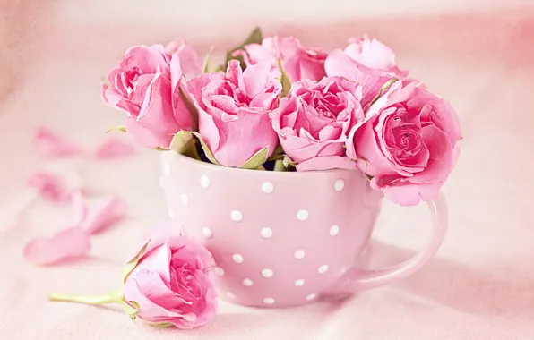 Photo, Flowers, Pink, Roses, Cup