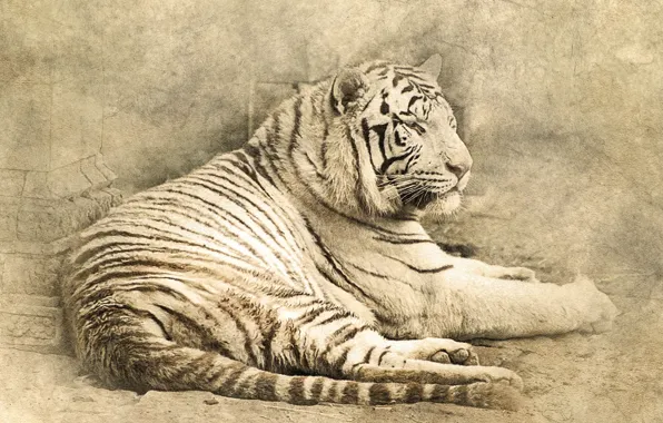 Cat, tiger, lies, tiger