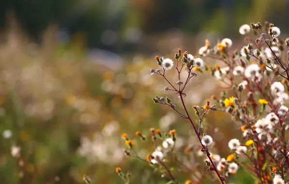 Picture autumn, background, stems, fluff, weed, flowers