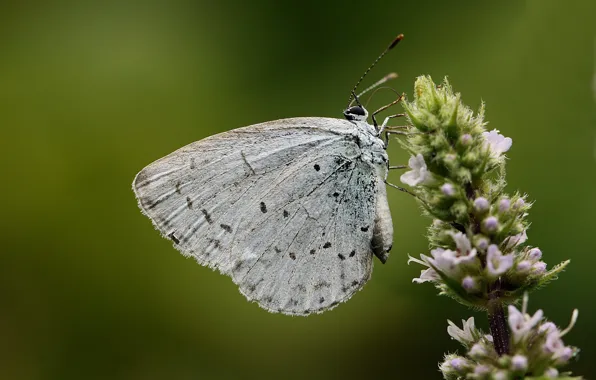 Flowers, butterfly, belyanka