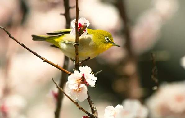 Flowers, branches, bird, cute, beauty, blur, spring, Sakura