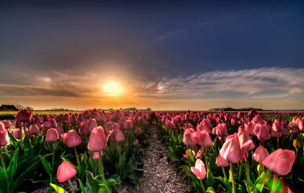 Picture field, the sky, the sun, clouds, light, sunset, flowers, nature