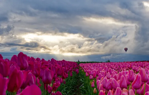 Field, the sky, clouds, flowers, balloon, spring, dal, tulips