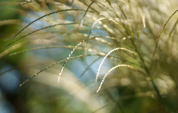 Picture grass, the sun, macro, light, nature, spikelets