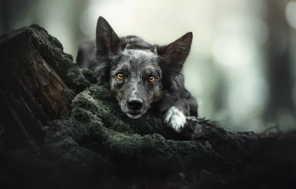 Look, face, moss, stump, dog, The border collie