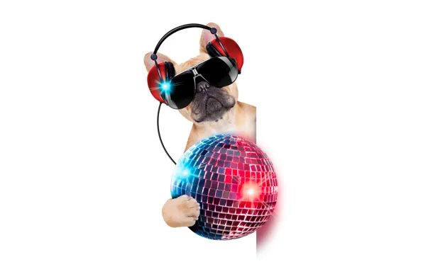 Picture face, music, mood, paw, humor, headphones, glasses, white background