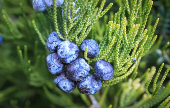 Macro, berries, branch, fruit, needles, blue, juniper, juniper fruits