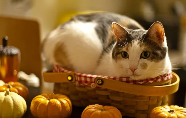 Cat, look, face, macro, table, fright, basket, pumpkin