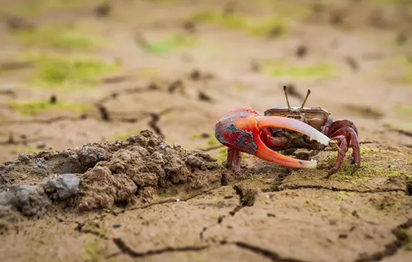 Red, cracked, earth, crab, crab, blurred background, the ground, claws