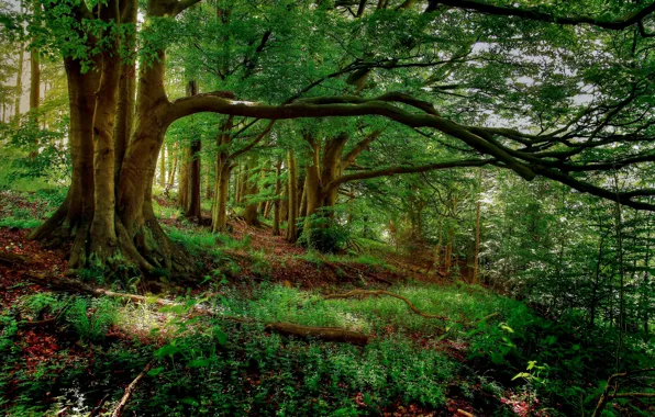 Greens, forest, summer, grass, leaves, trees