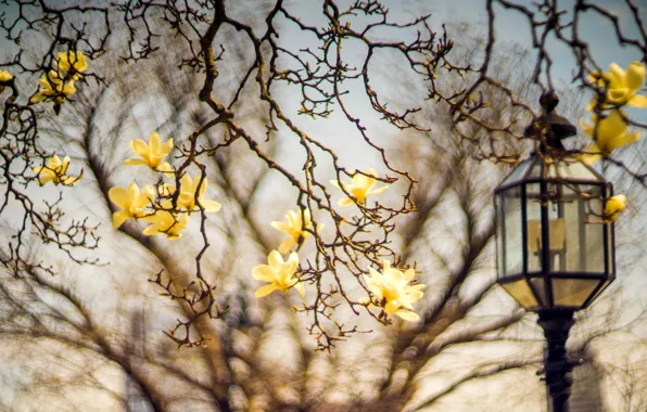 Flowers, branches, yellow, blur, spring, lights, flowering, bokeh