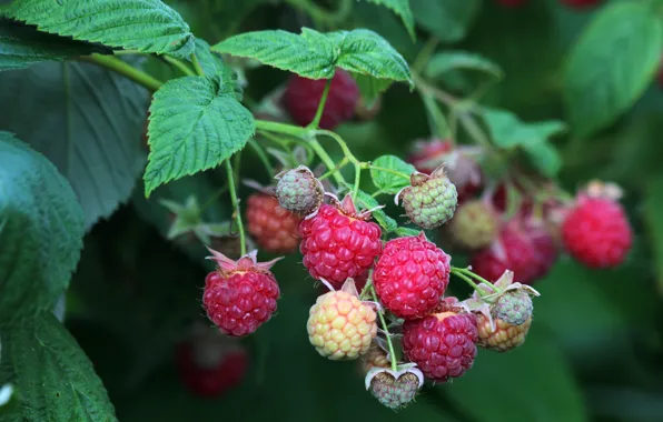 Picture berries, raspberry, the bushes