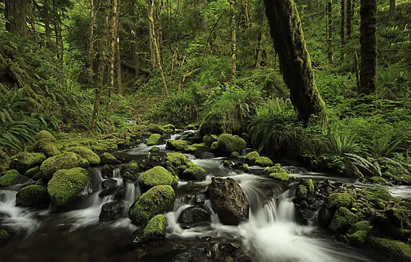 Forest, river, Oregon, Columbia river gorge