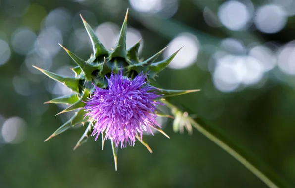 Picture macro, plant, stem, weed