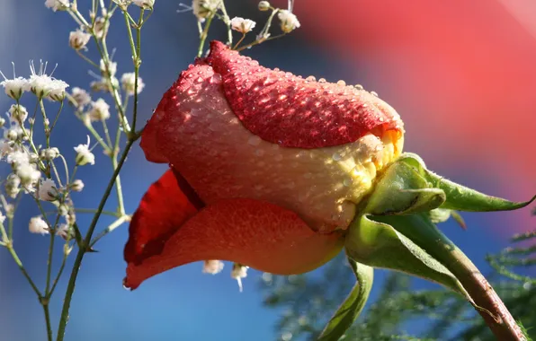 Rosa, background, rose, flowers, water drops