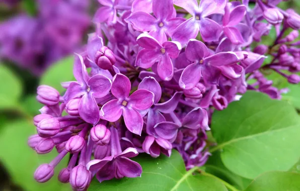 Picture leaves, flowers, nature, branch, spring, purple, lilac